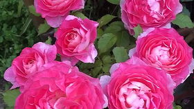 海神王花朵颜色有几种