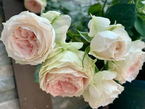 门廊绒球月季和超感哪个好看