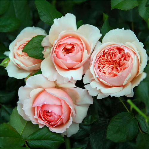 月季花珊瑚果冻的优缺点