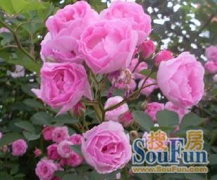 丰花的藤本月季品种