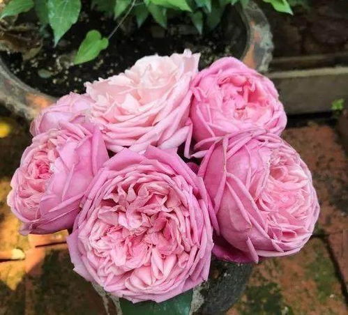 藤本跟灌木有什么区别