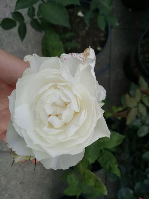 大花切花月季品种