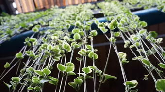 最耐阴的十大漂亮爬藤植物