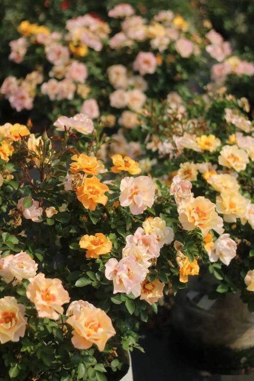 天狼自育品种哪个最好