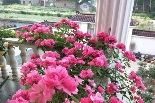 藤本甜梦月季值得入手吗