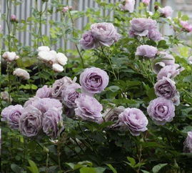 蓝色风暴月季好养吗