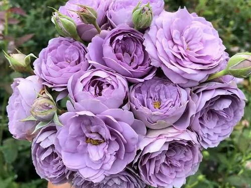 蓝色风暴是爬藤还是灌木