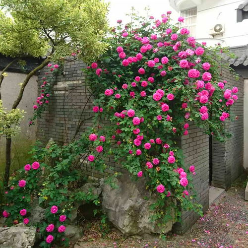 爬藤月季排行榜前十名