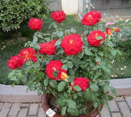 月季一直往上长高不开花