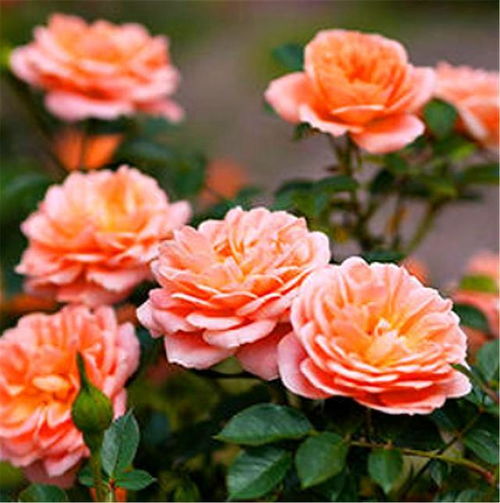 甜梦月季一年开几次花