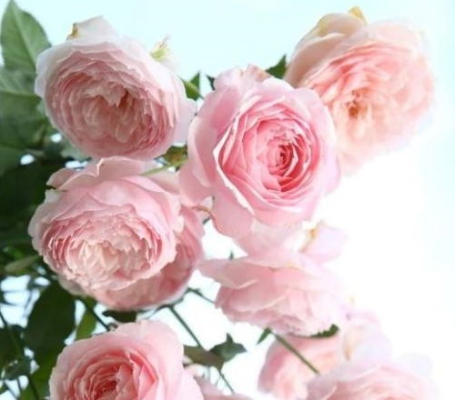 超耐阴的四季开花的月季