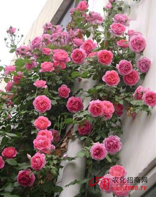 海妈介绍月季的视频