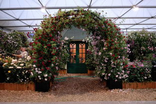 为什么阳台不适合种藤本月季