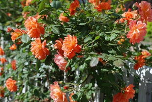 夏洛特夫人一年开几次