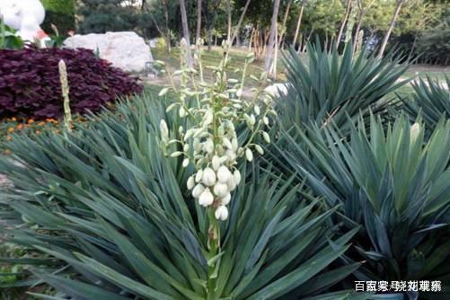 月季不爬藤品种