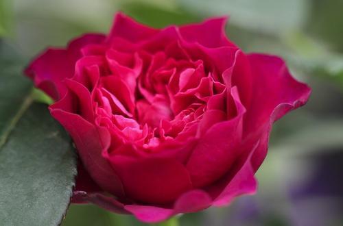 抗病勤花的月季有哪些