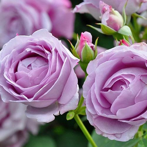 蓝色风暴和薰衣草门廊哪个好