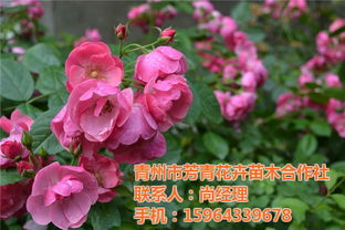 丰花月季 芳青花卉苗 查看