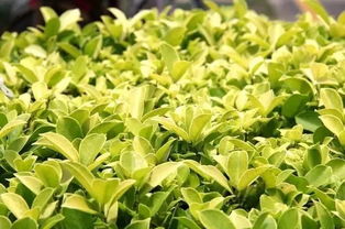 乔木灌木草本属于什么分类方法