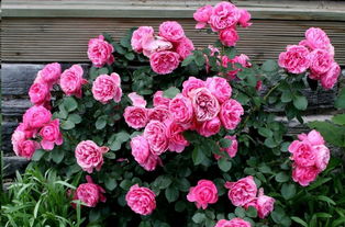 粉色达芬奇月季