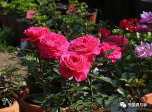 天狼培育的月季品种有哪些
