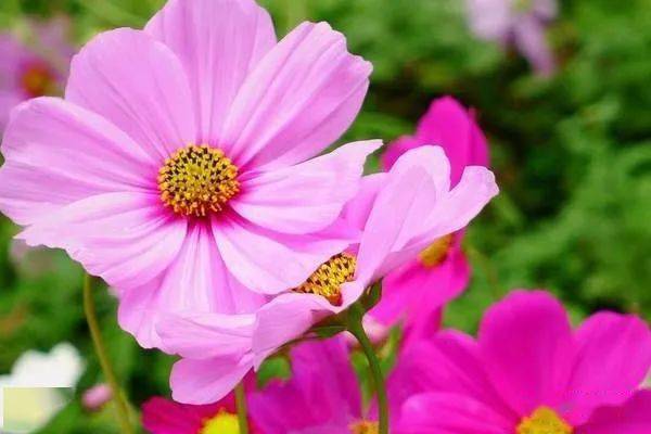 灌木和草本植物的区别