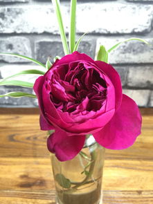 秋日胭脂月季耐阴吗