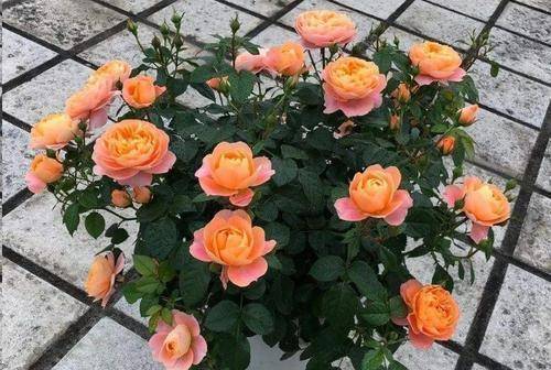 不怕雨不怕晒的爬藤月季