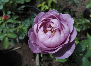 月季花十大经典品种,你见过一种,就算牛