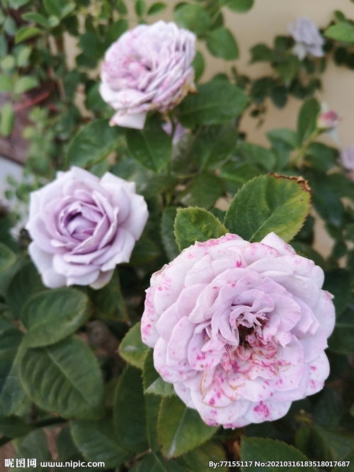 月季花朵粉色月季图片