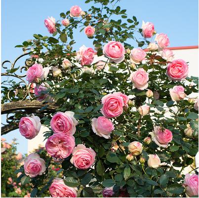6种爬藤花卉,老花农手把手教你打造月季花墙 花开满园