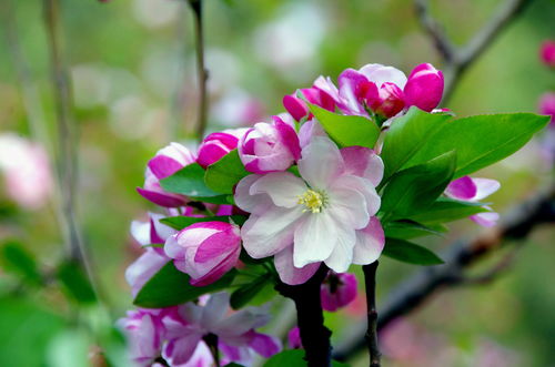 红色达芬奇一年开几次花