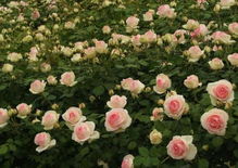 爬藤月季种了三年怎么不开花