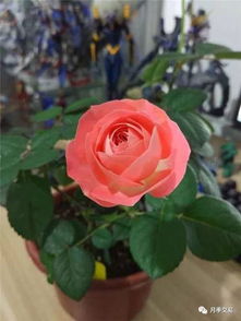 铃之妖精的缺点