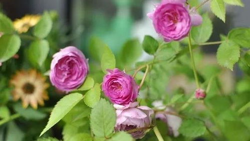 最美的微型月季品种