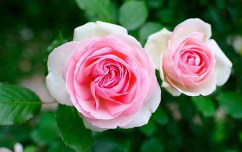 月季花为什么不能进家