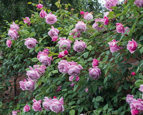 罗衣和自由精神月季哪个好