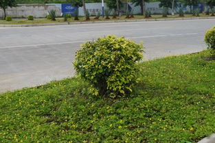 灌木是树还是草