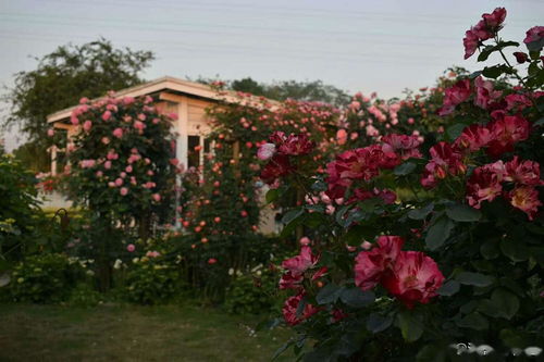 海妈月季花太贵了