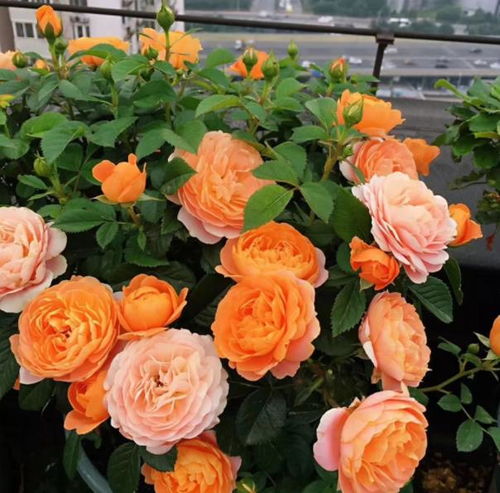 最皮实好养的月季品种