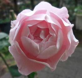 月季迷 伊芙系列,堪称最柔美的月季类