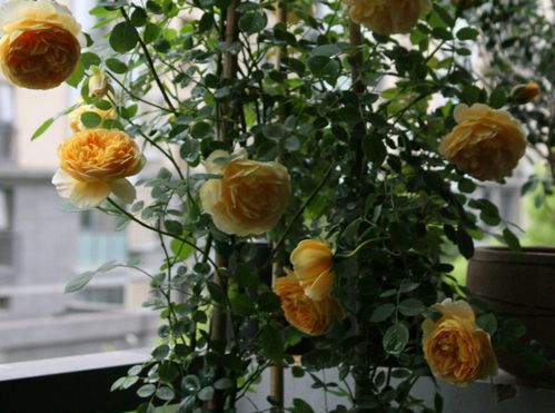 黄金庆典怎么养