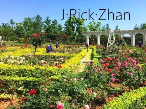 适合庭院栽种的月季