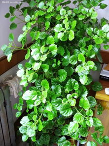 爬藤植物推荐