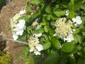 什么叫灌木什么叫乔木