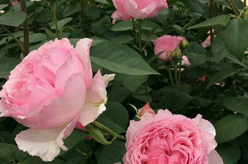 灌木和藤本月季的区别