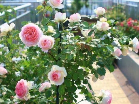 4种花养家里,福旺运旺财更旺,叶子油绿,美观大气上档次 开花
