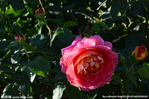 蓝色绒球月季图片