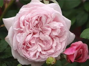 黄金庆典月季耐阴吗