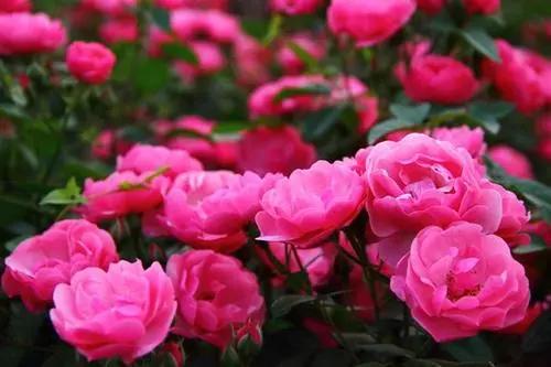 最受欢迎的月季品种排行